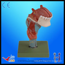 Vivid Human Anatomy Educational Chemistry Models,larynx model